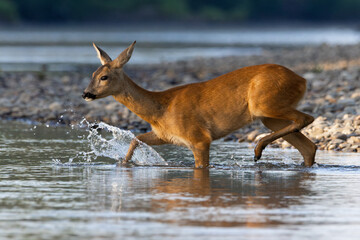 Roe deer Capreolus capreolus  © Mateusz