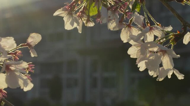 夕日を受ける桜と木造校舎