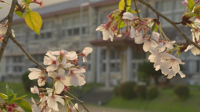 さくらと木造校舎