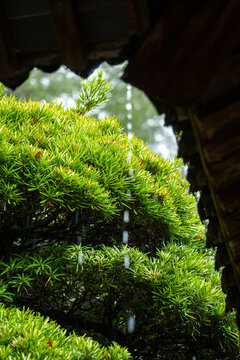 Rain water drips from the traditional tiled roof of an ancient house in the rural villages of Northeast Jiangxi in China during a quiet and peaceful summer afternoon
