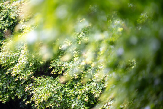 Fresh green maple tree leaves create a soft natural background with a gentle bokeh effect that captures the peaceful feeling of a sunny spring day in the forest