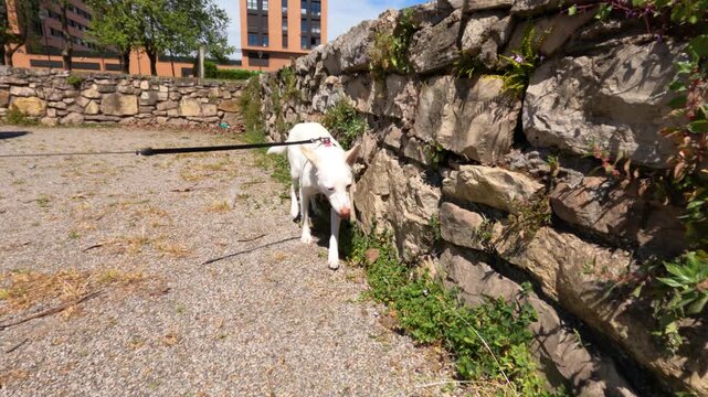 A white Podenco dog on a red leash intently sniffs along an old stone wall in a sunny Spanish urban setting, searching for insects. Natural hunting instinct on display.