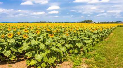 Naklejka premium Champ de tournesols 