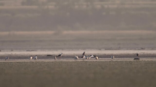 Soft daylight enhances the black and white contrast of pied avocets during pair bonding activity