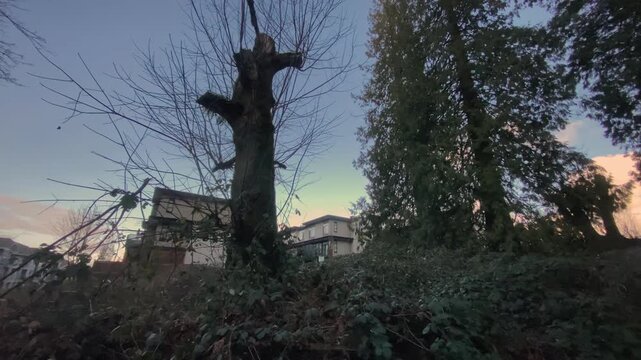 Bare decaying tree stump standing among green foliage with modern suburban housing visible behind under dim twilight sky captured via slow leftward panning motion