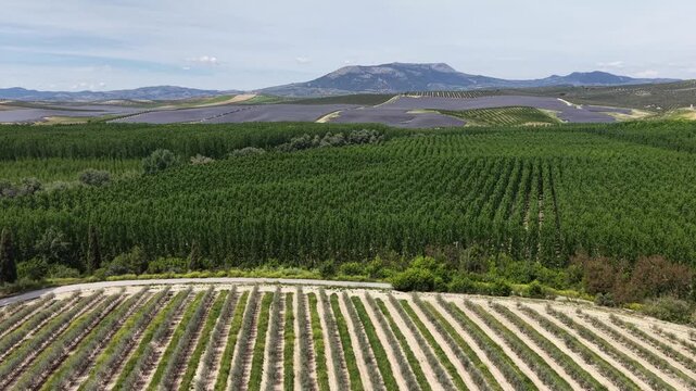 A tracking drone shot moving forward across organized rows of olive trees and dense aspen forests with a large solar park and mountains in the distance.