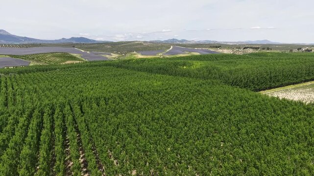 A tracking drone shot flying over a vast and uniform aspen tree plantation showing the intersection of sustainable forestry and solar power.