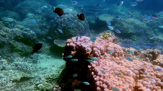 School of black tang (Zebrasoma rostratum) and blue-green chromis (Chromis viridis) swims around a Lobed star coral (Orbicella annularis) while a pinktail triggerfish (Melichthys vidua) swim by. Dauin