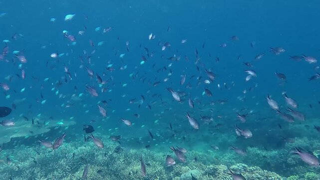 Snorkeling pov swimming among the schools of ternate chromis, blue green chromis and snappers being scattered by the strong downward current during a phytoplankton bloom. Dauin, Philippines