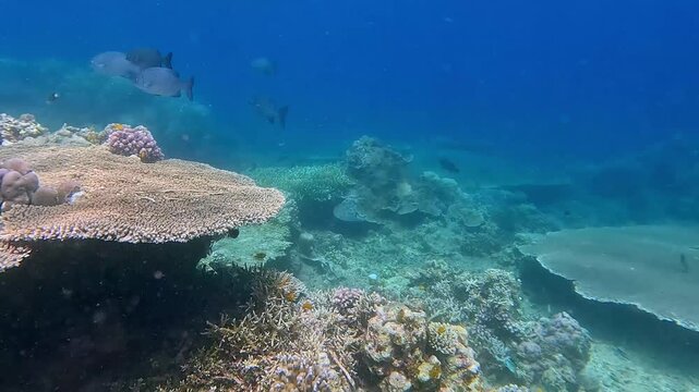 Ethereal underwater scene arc left to a coral reef teeming with fish and ascending to reveal a giant Acropora cytherea, healthy marine ecosystem. Renowned diving destination in Dauin, Philippines
