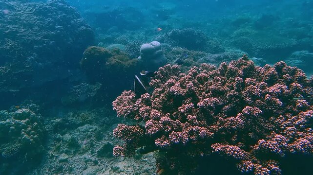 Dark and mystical underwater scene, dolly forward to a pair of humphead bannerfish (Heniochus varius) foraging among a giant colony of Pocillopora damicornis coral. Dauin, Philippines
