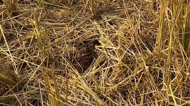 Cow dung turn into organic fertilizer on dry straw - rotating shot.