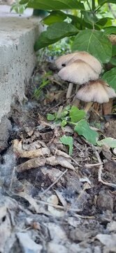 Close-up of Coprinus mushrooms growing in the grass on a lawn.
