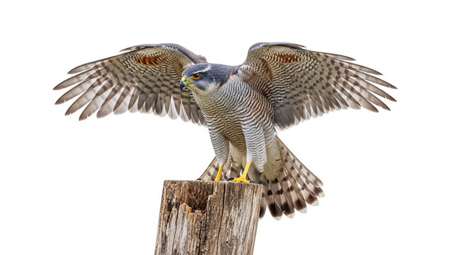 Northern Goshawk perched on stump, wings spread, alert gaze, white background