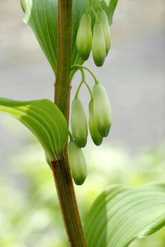 Buds and Variegated Leaves of Angular Solomon's Seal (Polygonatum odoratum), Tohoku, Japan