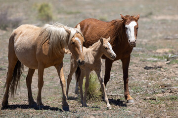 Obraz premium Wild palomino foal and mare with chestnut juvenile in Apache-Sitgreaves National Forest, Heber, Arizona