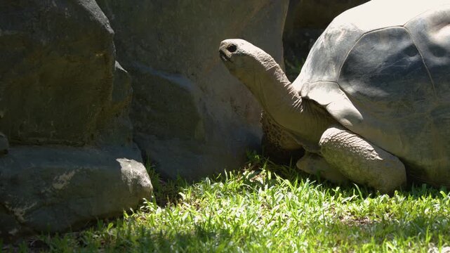 Aldabra Giant Tortoise Slowly Crawling on Green Grass Near Rocks