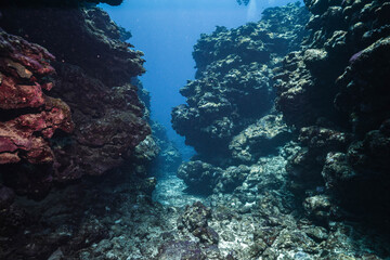 Obraz premium Tropical Reef Ecosystem Under Bright Natural Sunlight