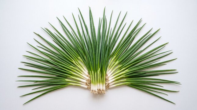 Fresh green spring onions arranged in a fan shape