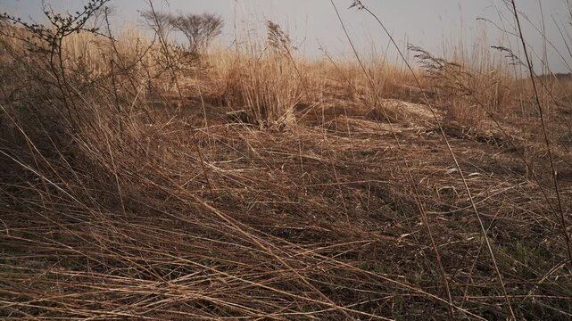 A desolate grassland with withered trees