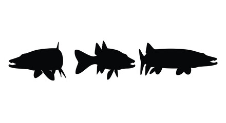 Three predatory fish swim in a line depicted as a striking silhouette © Mama