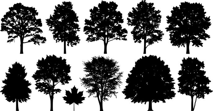 various deciduous trees silhouettes on the white background