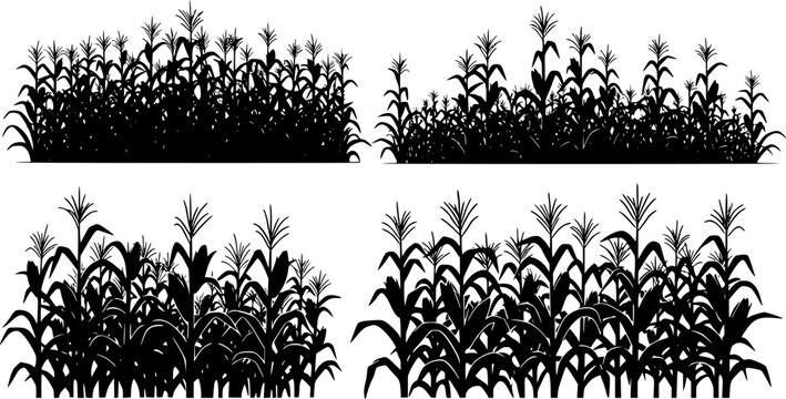 A black corn field. Maize field silhouette design vector illustration