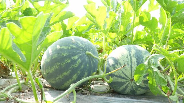 Sunlit wide shot of two fresh watermelons on an organic farm. One melon displays its green stem, while the other shows its dried pollination point under lush vines.
