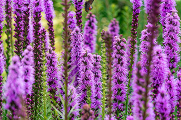 Fototapeta premium Blooming purple sage in summer garden 