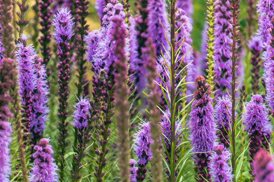 Blooming purple liatris in summer garden