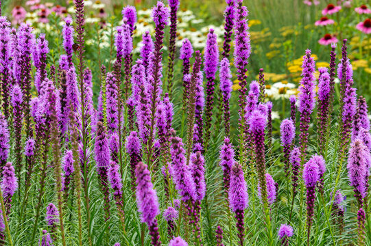 Blooming purple liatris in summer garden