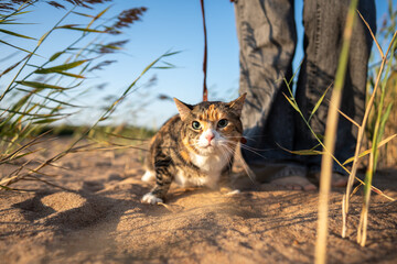 Obraz premium Curious calico cat with leash on sandy beach enjoying coastal adventure near owner. Interested tabby kitty outside in sunny day, exploring new environment with pet lover. Cat traveler, outdoor life.