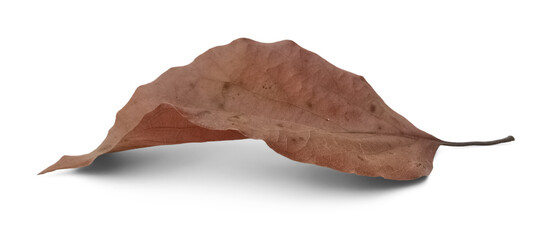 Fototapeta premium Isolated withered brown leaf png no background