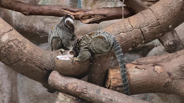 Two marmosets eating from a bowl in an enclosure with wooden logs.