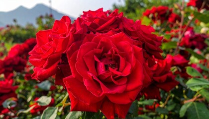 Fototapeta premium Vibrant red roses in full bloom