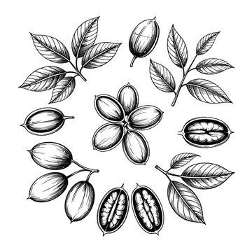 A detailed illustration of various nuts and their leaves