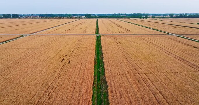 Aerial view of vast golden wheat fields divided by a central green irrigation canal during harvest season