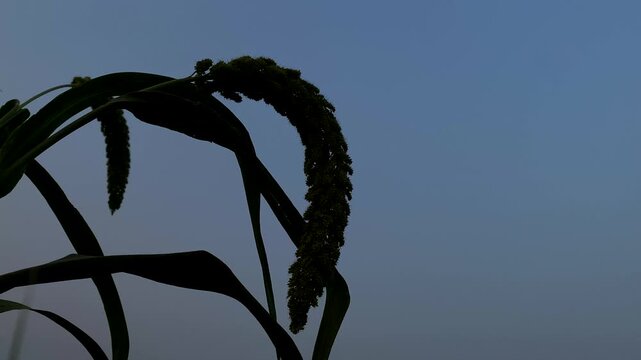 Silhouette of Foxtail Millet Ear Against a Clear Blue Twilight Sky at Dusk