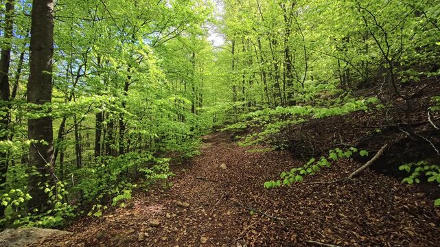 Forest trail covered with leaves winding through bright green trees