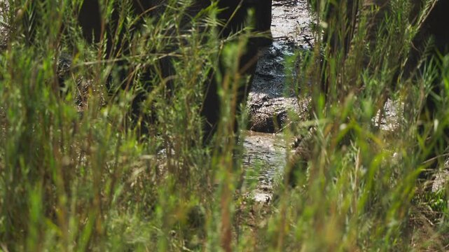 A close-up slow motion shot of African elephants (Loxodonta africana) in water, framed through lush foreground grass with a focus on their trunks. Kruger National Park, South Africa.
