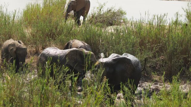 A herd of African elephants (Loxodonta africana) wallows in a muddy river, with trunks, tails and ears in constant motion among the reeds. Slow motion, Kruger National Park, South Africa.