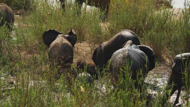 A herd of African elephants (Loxodonta africana) bathed from a rear view in shallow muddy water among green reeds, including a small calf. Slow motion, Kruger National Park, South Africa.