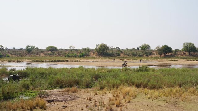 African elephants (Loxodonta africana) wades across a shallow river in Kruger National Park, with further elephants visible in both foreground and background. Slow motion footage.