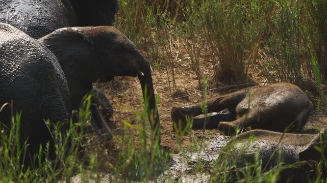 A baby African elephant (Loxodonta africana) rolls playfully in mud at a watering hole while adult elephants stand close by. Slow motion, Kruger National Park, South Africa.