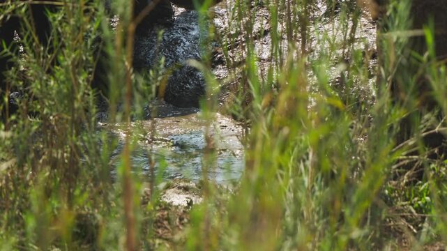 A close-up slow motion shot of African elephants (Loxodonta africana) swinging their trunks in water, partially framed through lush reeds. Kruger National Park, South Africa.