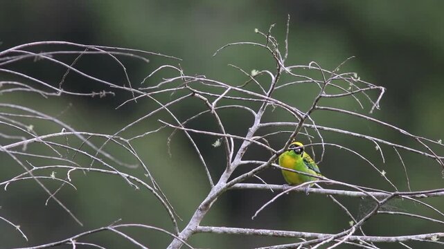 Colorful rainforest song bird tropical jungle forest Green-and-gold Tanager