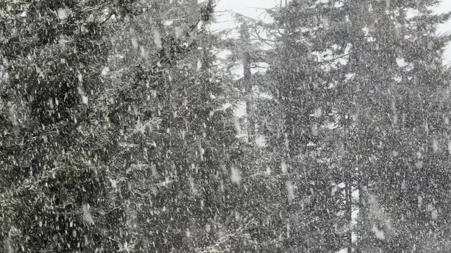 Intense burst of snow falling at a rapid rate in Whistler Blackcomb, BC, Canada.
