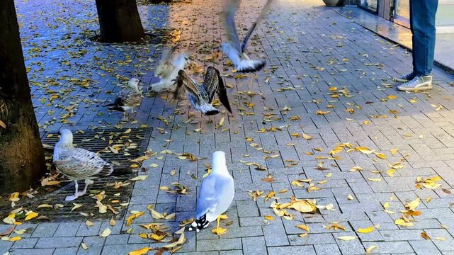 Wild seagulls fighting among fallen autumn leaves