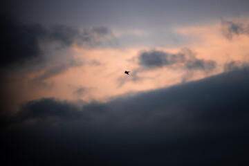 Obraz premium A bird in the sky, the concept of freedom and migration. A black bird flies against a blue sky. High quality