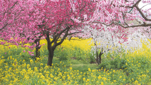 日本：桃源郷菜の花畑／カラフルなハナモモと菜の花の風景／山梨県笛吹市・4月